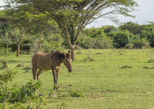 Zebroid hybrid cross between a horse and a zebra at the mount kenya animal orphanage, Laikipia county, Mount kenya, Kenya