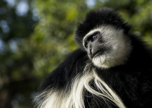 Mantled colobus (colobus guereza), Laikipia county, Mount kenya, Kenya