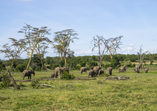African elephants (loxodonta africana) in the plain, Laikipia county, Mount keny, Kenya