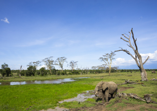 African elephant (loxodonta africana), Laikipia county, Mount keny, Kenya