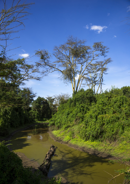 Mt kenya national park, Laikipia county, Laikipia, Kenya
