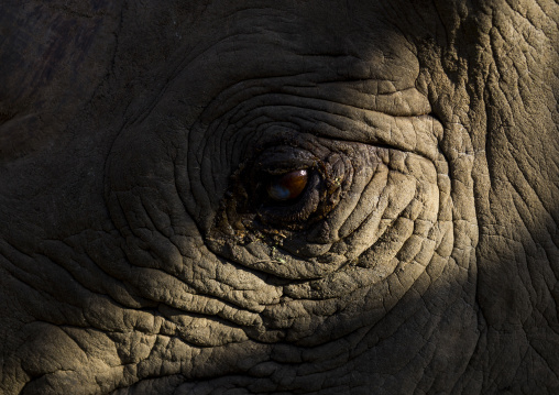 Black rhino eye close up, Laikipia county, Ol pejeta, Kenya