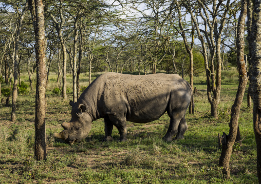 A black rhino (diceros bicornis) eats grass, Laikipia county, Ol pejeta, Kenya