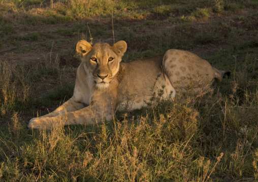Lioness (panthera leo) resting, Laikipia county, Mt kenya national park, Kenya