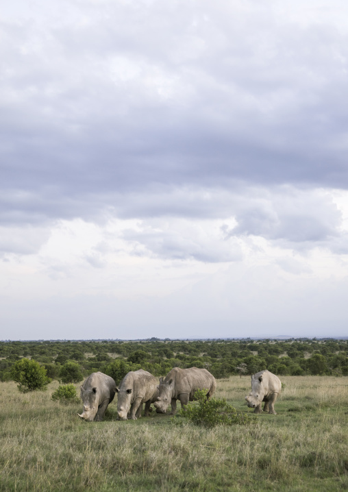 Black rhinos (diceros bicornis), Laikipia county, Ol pejeta, Kenya