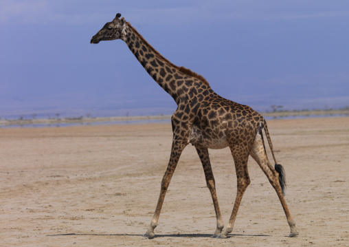 Giraffe (giraffa camelopardalis) in the desert, Rift valley province, Amboseli, Kenya
