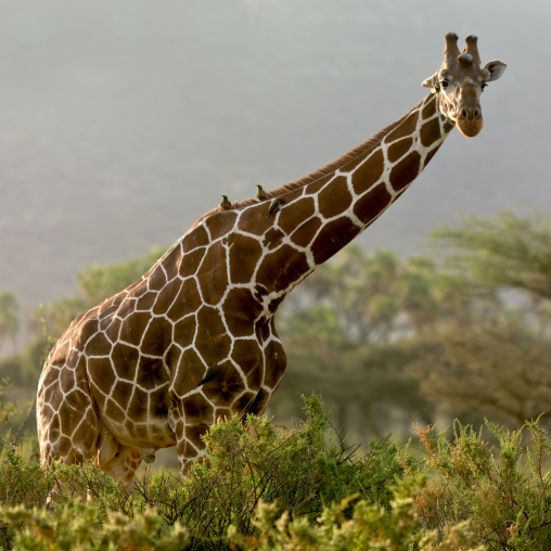 Giraffe amongst the trees, Rift Valley Province, Maasai Mara, Kenya