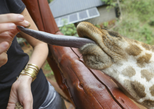 Giraffe (giraffa camelopardalis rothschildi) at giraffe center eating food given by a tourist, Nairobi county, Nairobi, Kenya