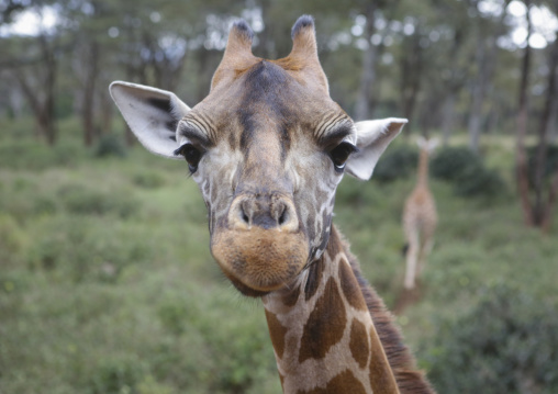Giraffe (giraffa camelopardalis rothschildi) head at giraffe center, Nairobi county, Nairobi, Kenya