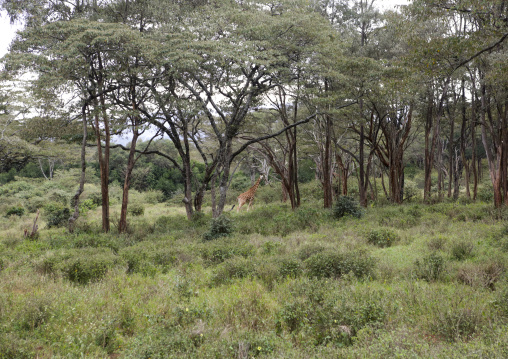 Giraffe (giraffa camelopardalis rothschildi) at giraffe center, Nairobi county, Nairobi, Kenya