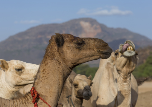 Rendille tribe camels, Marsabit district, Ngurunit, Kenya