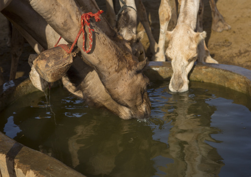 Camels of rendille tribe drinking water from a singing well, Marsabit district, Ngurunit, Kenya
