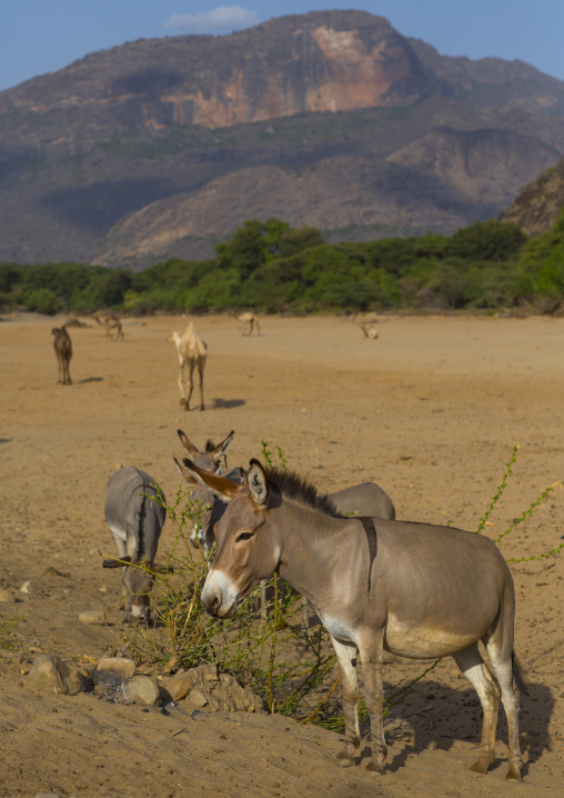 Donkeys in front of ndoto mountains, Marsabit district, Ngurunit, Kenya