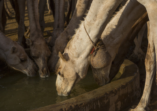 Camels of rendille tribe drinking water from a singing well, Marsabit district, Ngurunit, Kenya