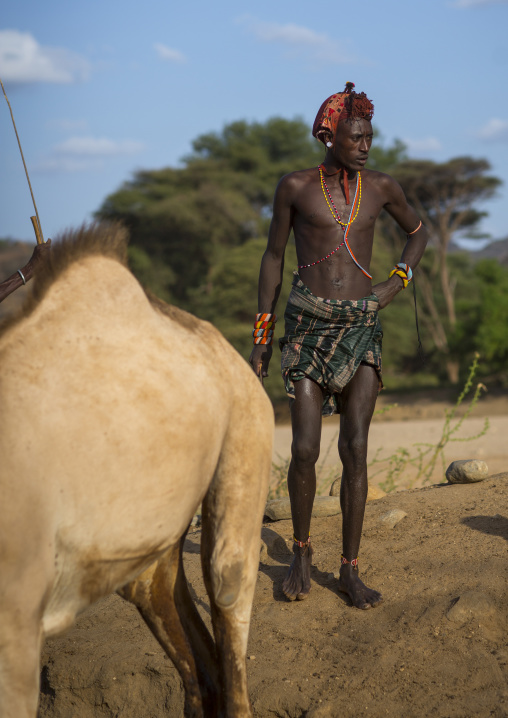 Rendille tribesman with his camel, Marsabit district, Ngurunit, Kenya
