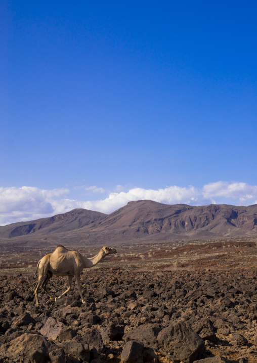 Camel on volcanic rocks, Turkana lake, Loiyangalani, Kenya