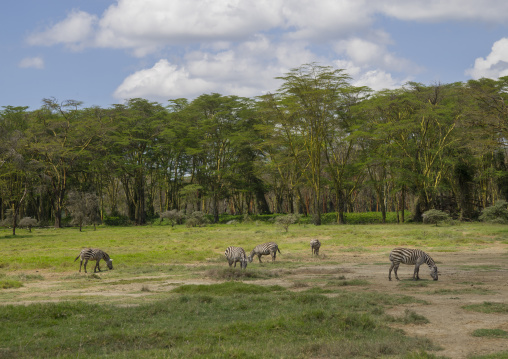 Grant's zebra (equus quagga boehmi), Nakuru district of the rift valley province, Nakuru, Kenya