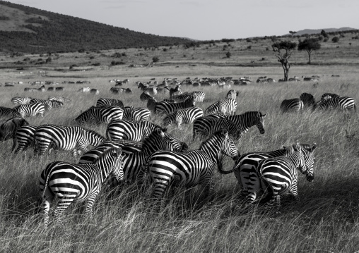 Burchells zebra (equus burchellii) herd, Rift valley province, Maasai mara, Kenya
