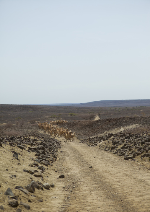 Camels in the desert, Marsabit district, Loiyangalani, Kenya