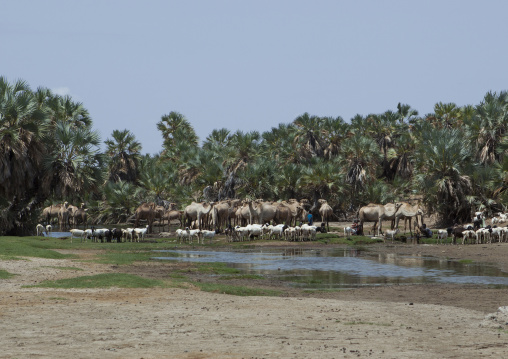 Gabbra tribe camels in an oasis, Chalbi desert, Kalacha, Kenya