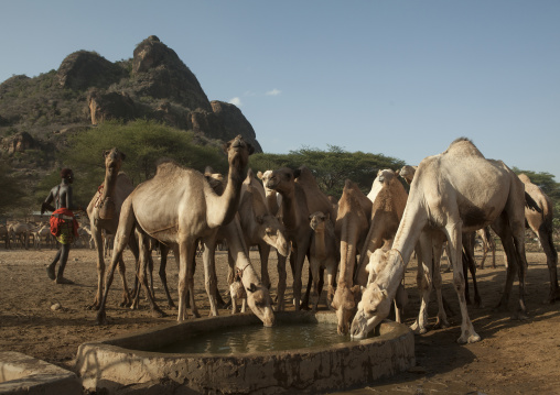 Camels of rendille tribe drinking water from a singing well, Marsabit district, Ngurunit, Kenya