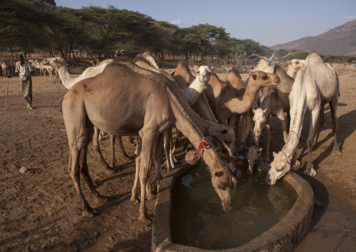 Camels of rendille tribe drinking water from a singing well, Marsabit district, Ngurunit, Kenya