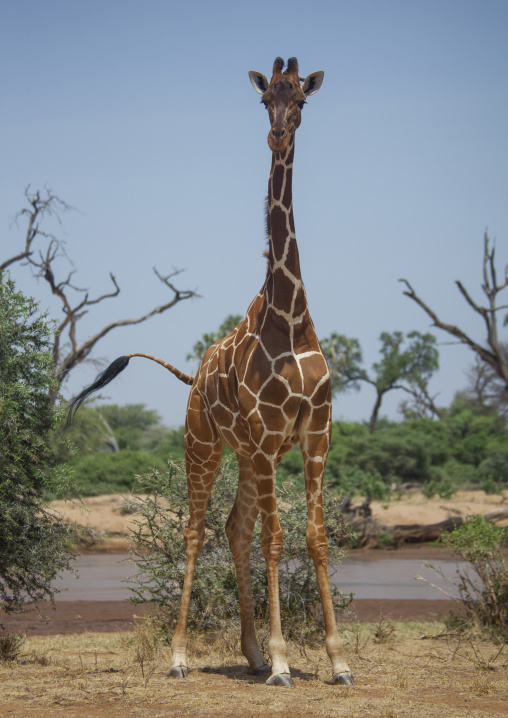 Reticulated giraffe, Samburu county, Samburu national reserve, Kenya