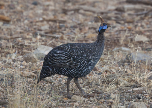 Elmeted guineafowl (numida meleagris), Samburu county, Samburu national reserve, Kenya