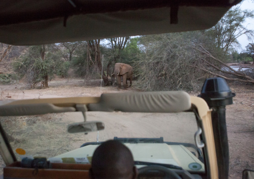 Elephant standing in front of a car, Samburu county, Samburu national reserve, Kenya