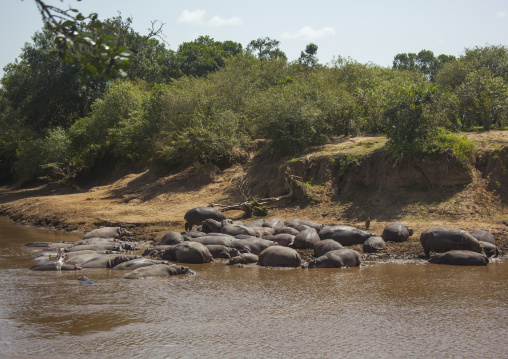 Hippopotamus amphibius in a river, Rift valley province, Maasai mara, Kenya
