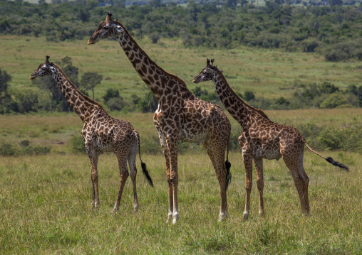 Group of giraffes (giraffa camelopardalis), Rift valley province, Maasai mara, Kenya