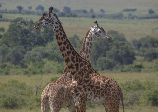 Giraffe (giraffa camelopardalis), Rift valley province, Maasai mara, Kenya