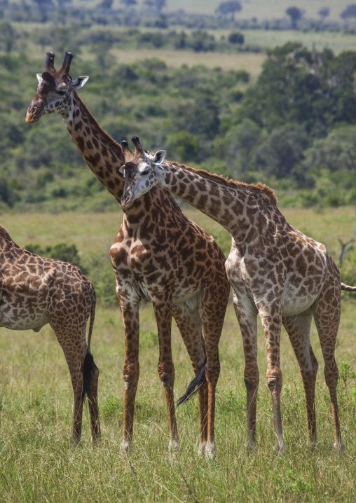 Group of giraffes (giraffa camelopardalis), Rift valley province, Maasai mara, Kenya