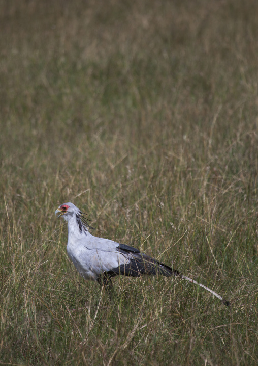 Secretary bird (sagittarius serpentarius), Rift valley province, Maasai mara, Kenya