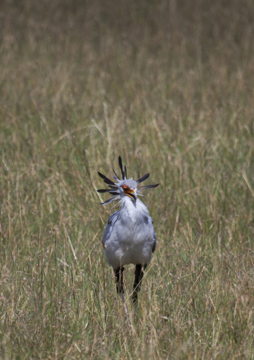 Secretary bird (sagittarius serpentarius), Rift valley province, Maasai mara, Kenya