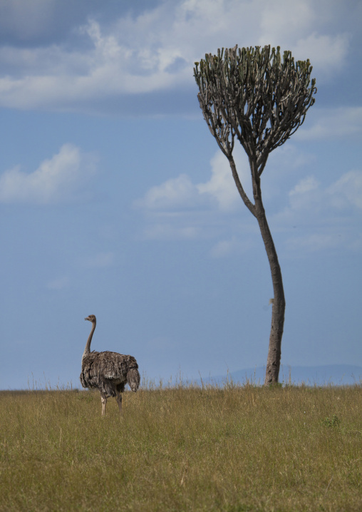 Adult female ostrich (struthio camelus), Rift valley province, Maasai mara, Kenya