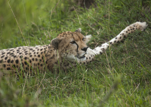 Cheetah (acinonyx jubatus) resting in the grass, Rift valley province, Maasai mara, Kenya