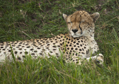 Cheetah (acinonyx jubatus) resting in the grass, Rift valley province, Maasai mara, Kenya