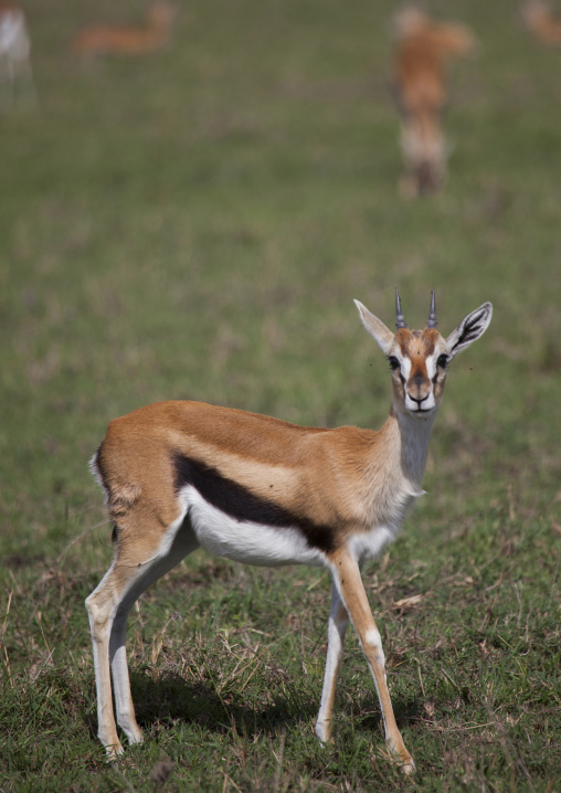 Thomson's gazelle (gazella thomsonii), Rift valley province, Maasai mara, Kenya