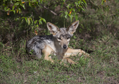 Young black-backed jackal (silver-backed jackal), Rift valley province, Maasai mara, Kenya