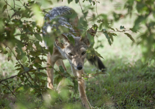 Young black-backed jackal (silver-backed jackal) hiding behind a tree, Rift valley province, Maasai mara, Kenya