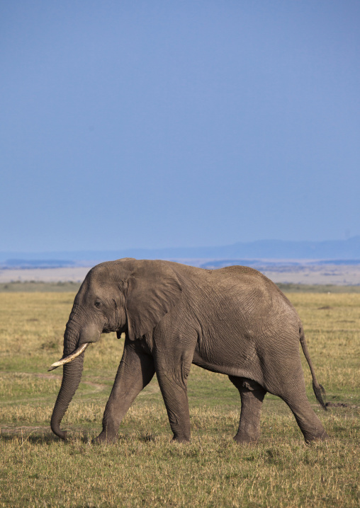 African elephant (loxodonta africana), Rift valley province, Maasai mara, Kenya