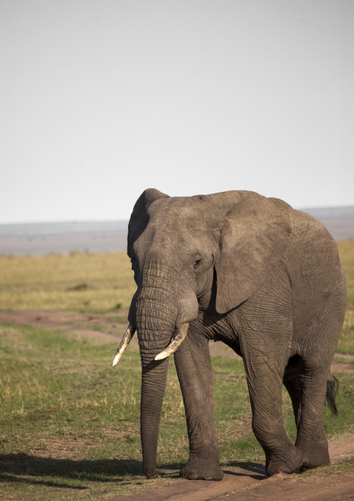 African elephant (loxodonta africana), Rift valley province, Maasai mara, Kenya