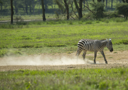 Grant's zebra (equus quagga boehmi), Nakuru district of the rift valley province, Nakuru, Kenya