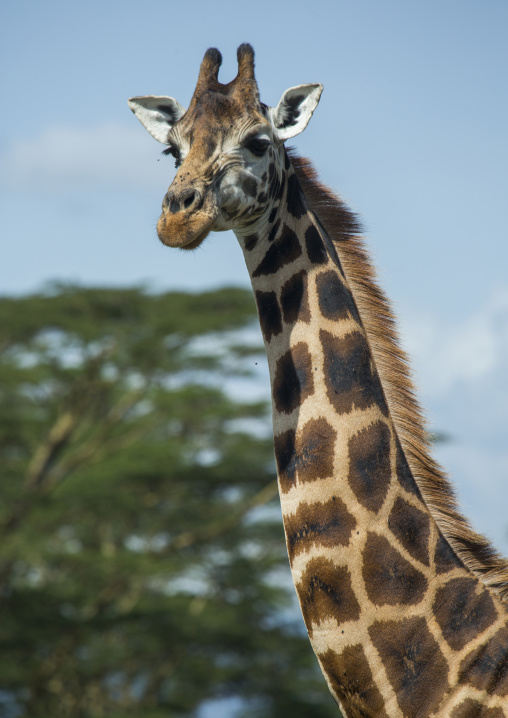 Rothchild's giraffe (giraffa camelopardalis), Nakuru district of the rift valley province, Nakuru, Kenya