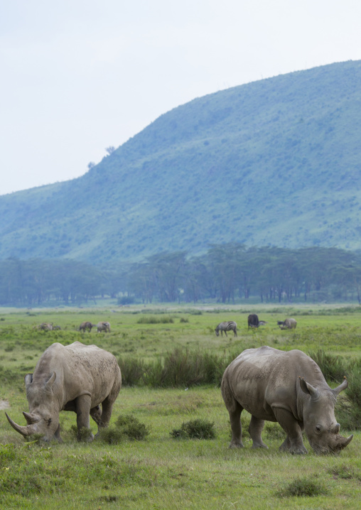 Black rhinos (diceros bicornis), Nakuru district of the rift valley province, Nakuru, Kenya