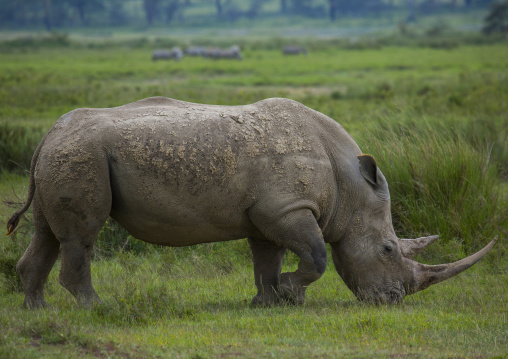 A black rhino (diceros bicornis) eats grass, Nakuru district of the rift valley province, Nakuru, Kenya