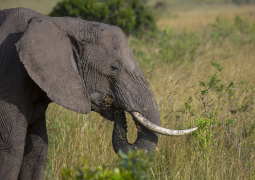 African elephant (loxodonta africana) eating grass, Rift valley province, Maasai mara, Kenya
