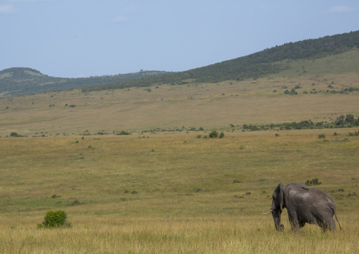 African elephant (loxodonta africana), Rift valley province, Maasai mara, Kenya