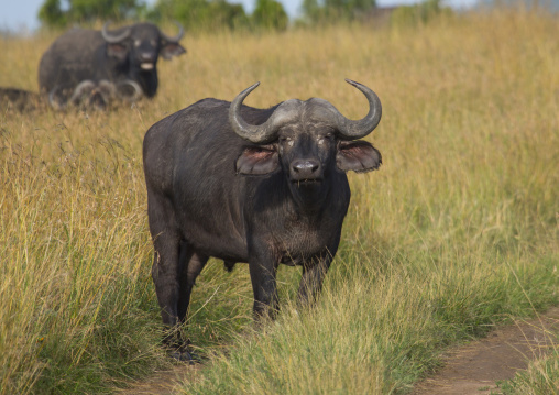 Cape buffalo (syncerus caffer) bull, Rift valley province, Maasai mara, Kenya